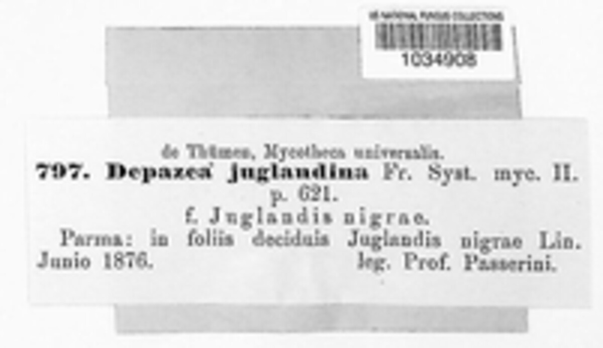 Depazea juglandina image